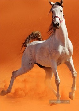 Wildpferd in wüste realistisch von Foto Ölgemälde
